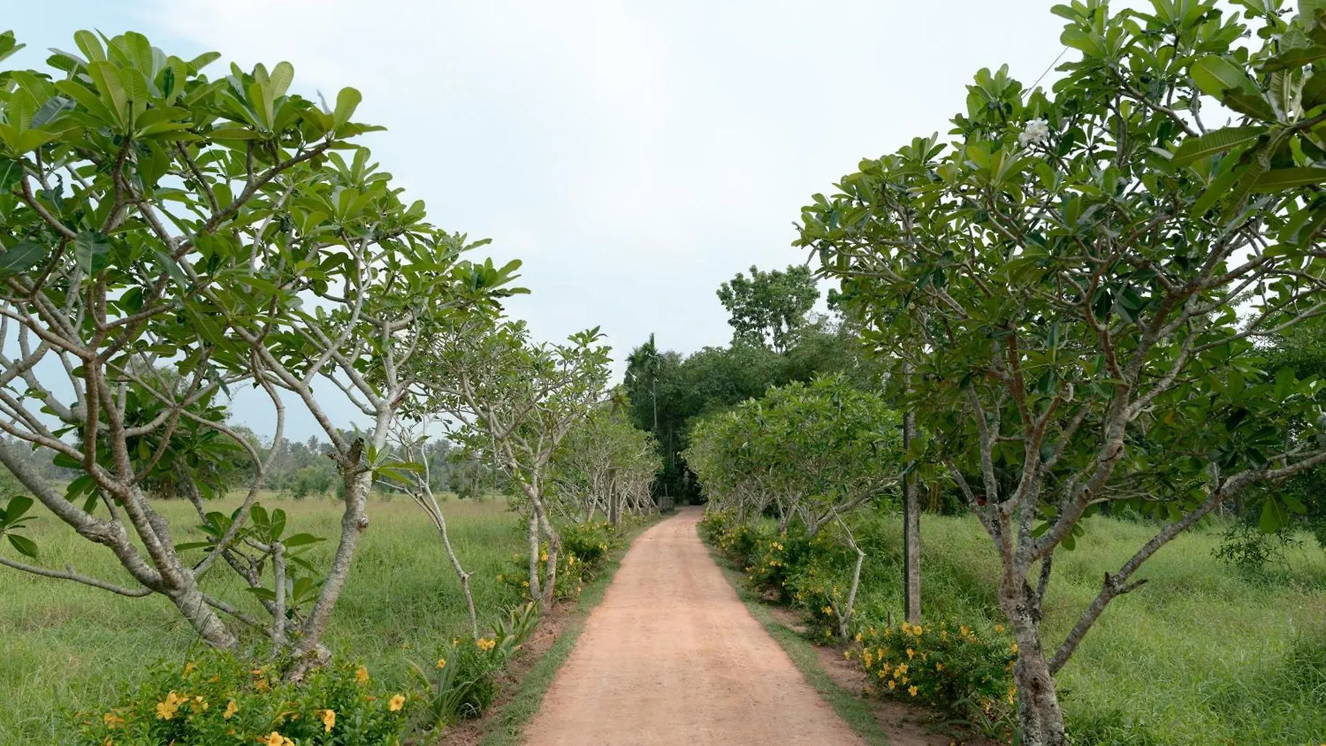 Kirindi Paddy Isle Hotel Negombo
