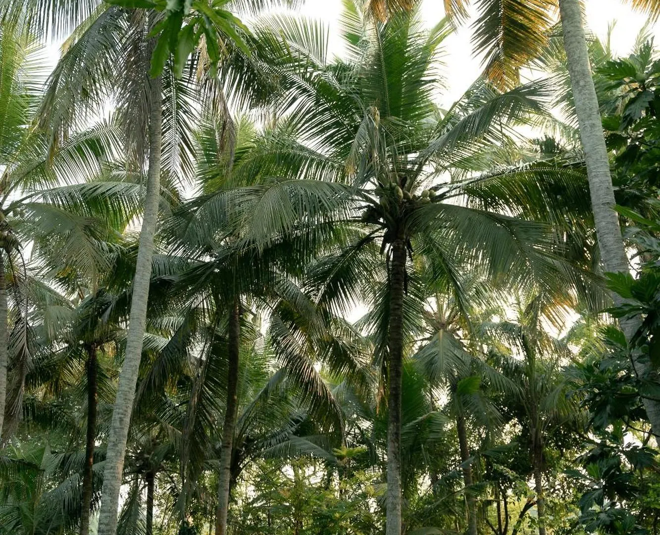 Kirindi Paddy Isle Hotel Negombo