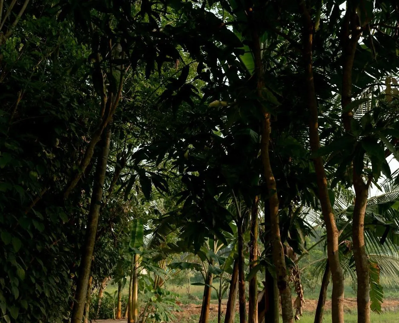 Kirindi Paddy Isle Hotel Negombo
